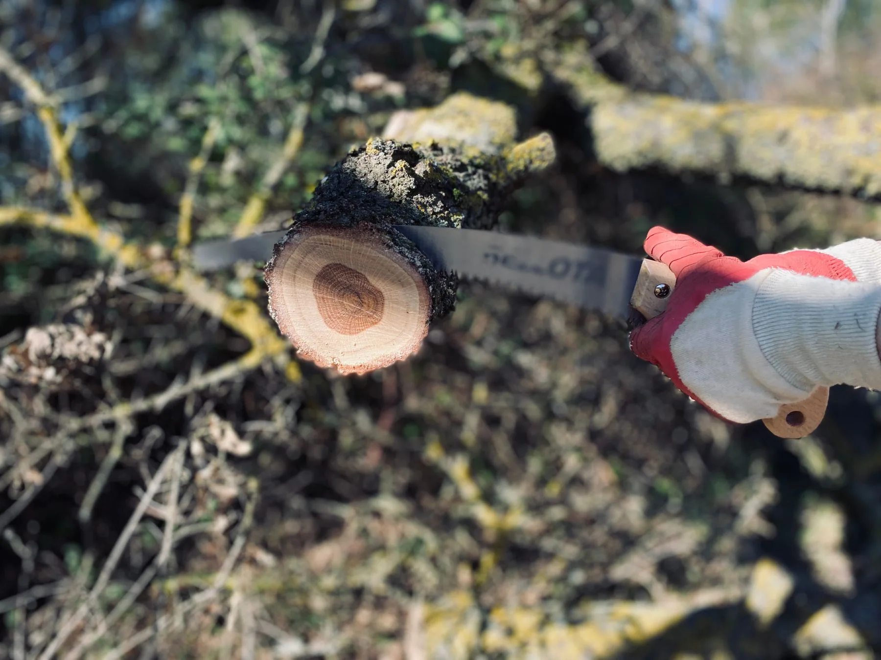 Gloved hands using a pruning saw on a tree branch